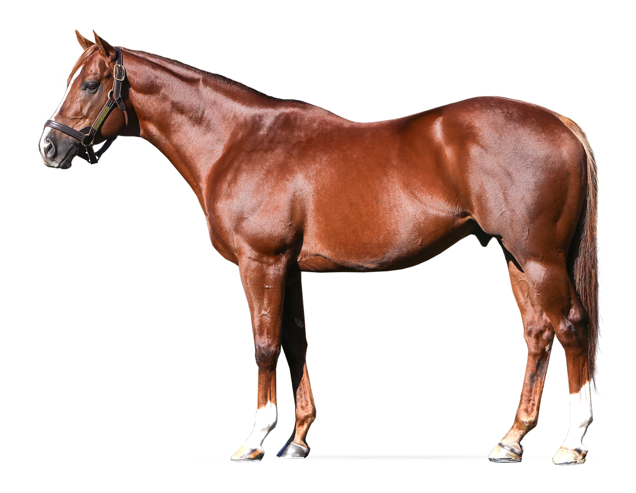 Summer Front - Horse Profile - BloodHorse