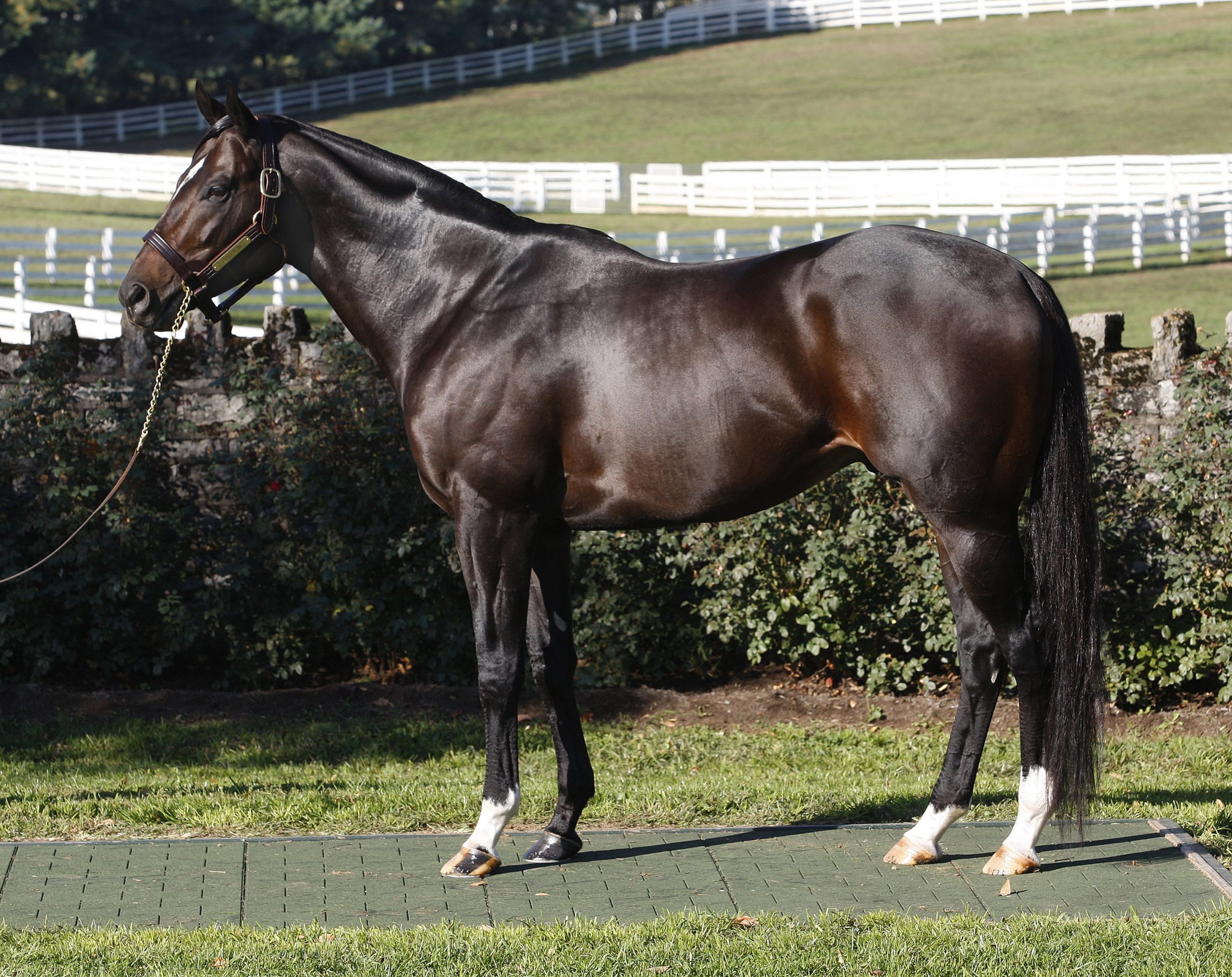 Dialed In’s Gambling Girl triumphs in stakes debut at Belmont