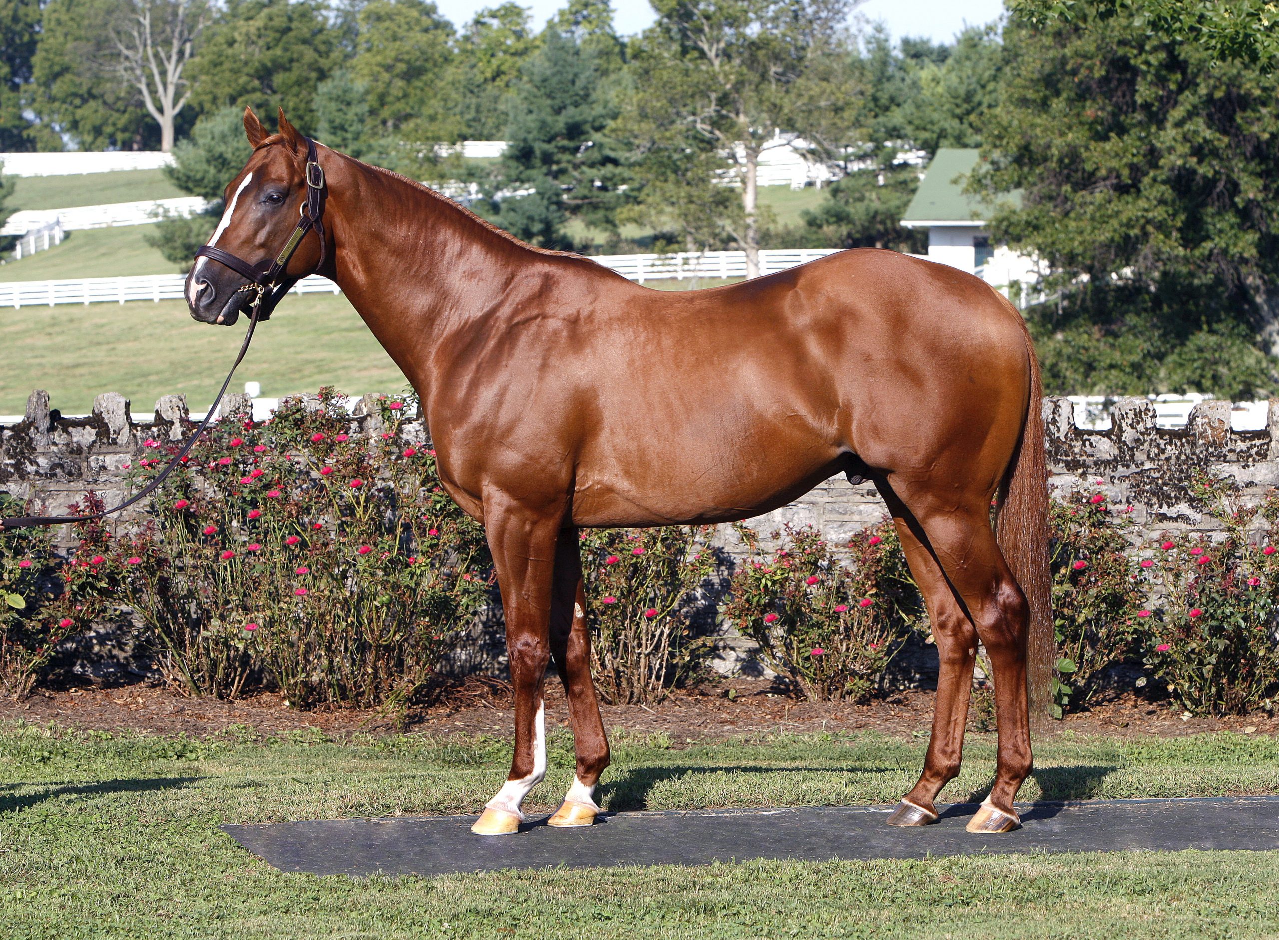 Tapiture filly gets first stakes win in Churchill’s Anchorage S.