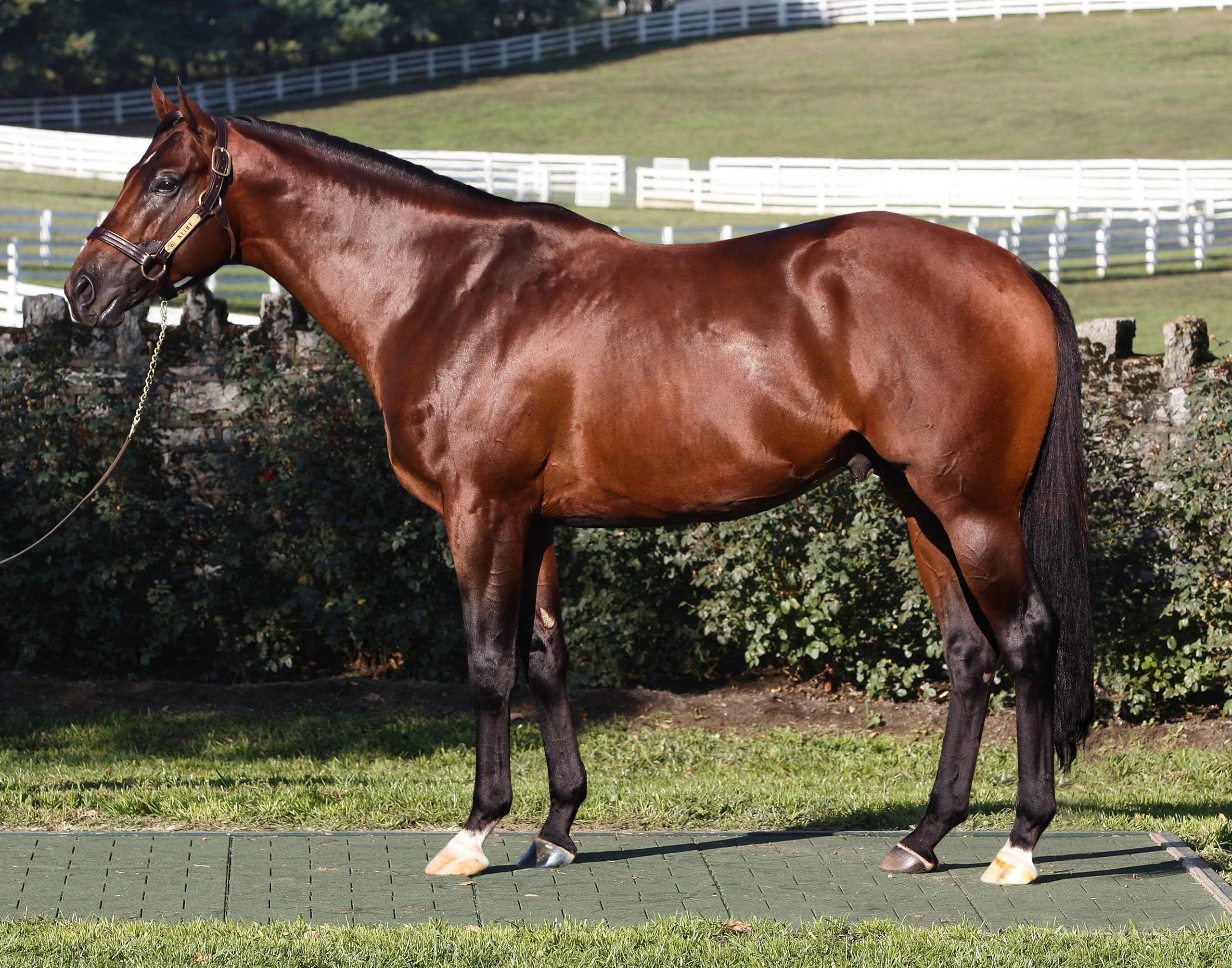 Klimt filly wins debut on Colonial Downs turf