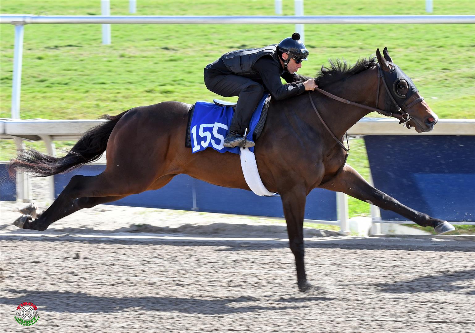 Speedy Sky Kingdom colt sells for $875K at Gulfstream 2yo Sale