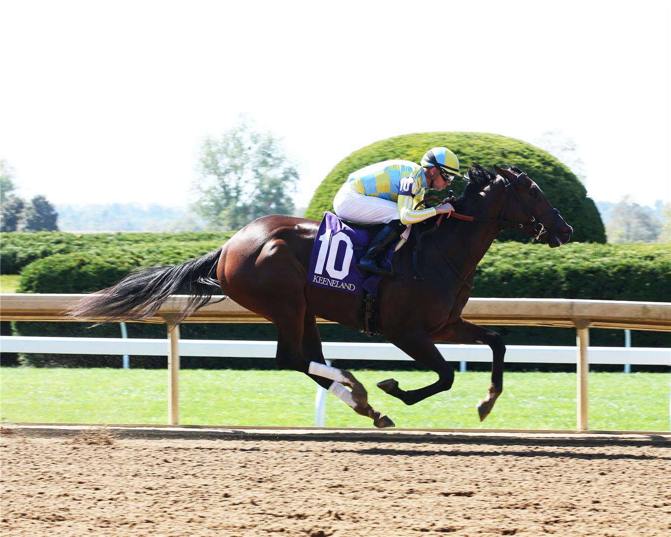 Specially, Tapiture’s 15th first-crop winner, named TDN Rising Star