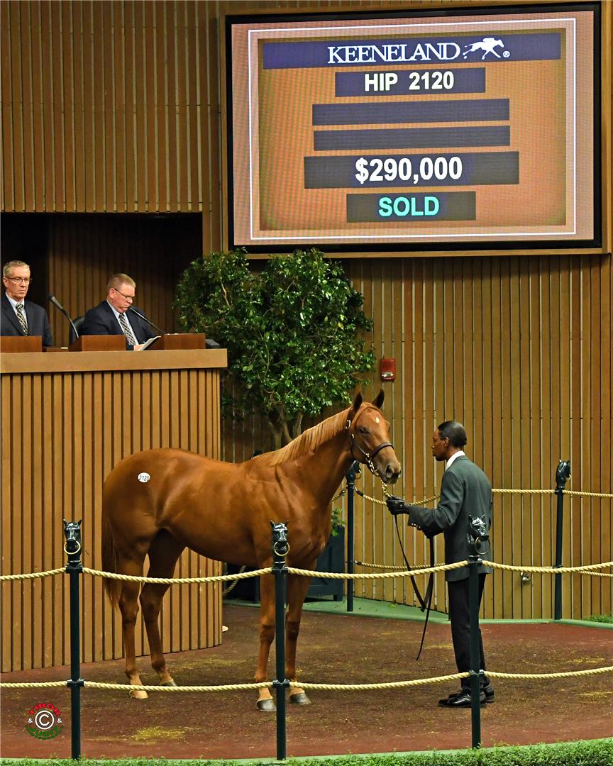 Dialed In filly hammers for $290K Monday at Keeneland