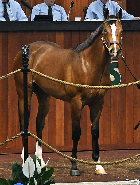 Dialed In colt brings $275,000 during OBS 2yo sale opener