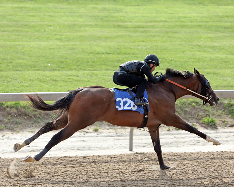 $300,000 Tapiture 2yo among top colts at Midlantic sale