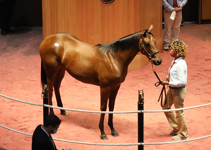 Klimt filly brings $160K during first session F-T Yearling sale