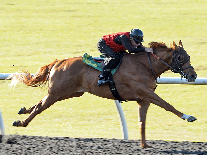 Speedy Klimt colt brings $225,000 at OBS 2yo sale