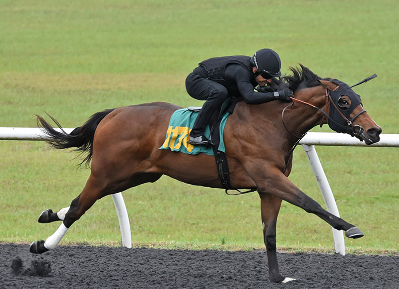 Dialed In wraps up OBS 2yo sale with $235,000 filly