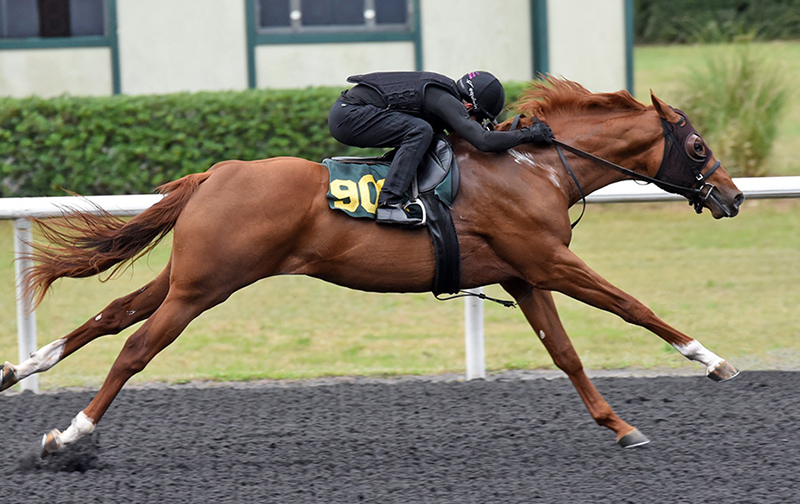 $310,000 colt in the spotlight for Klimt Thursday at OBS sale