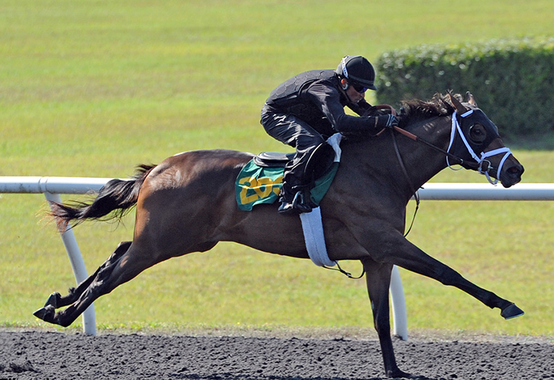 Klimt starts off OBS Spring 2yo Sale with $250,000 filly