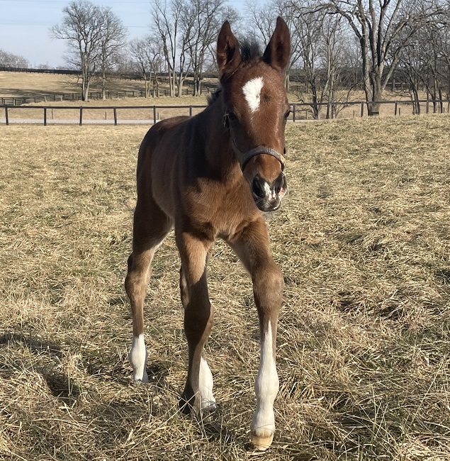 First foal a filly for Darby Dan Farm’s Grade 1 winner Higher Power