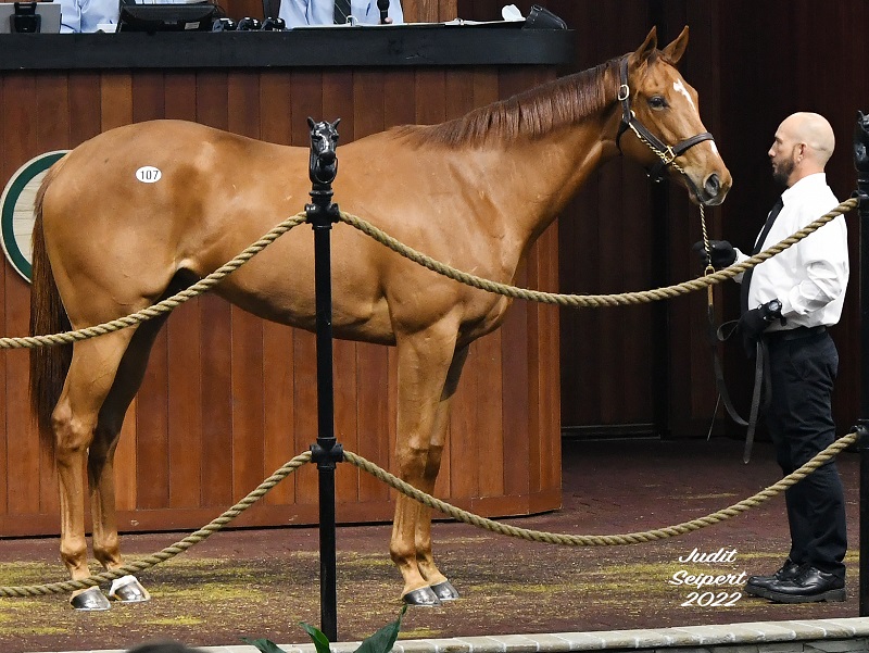 Bee Jersey filly hammers for $225,000 during OBS opener