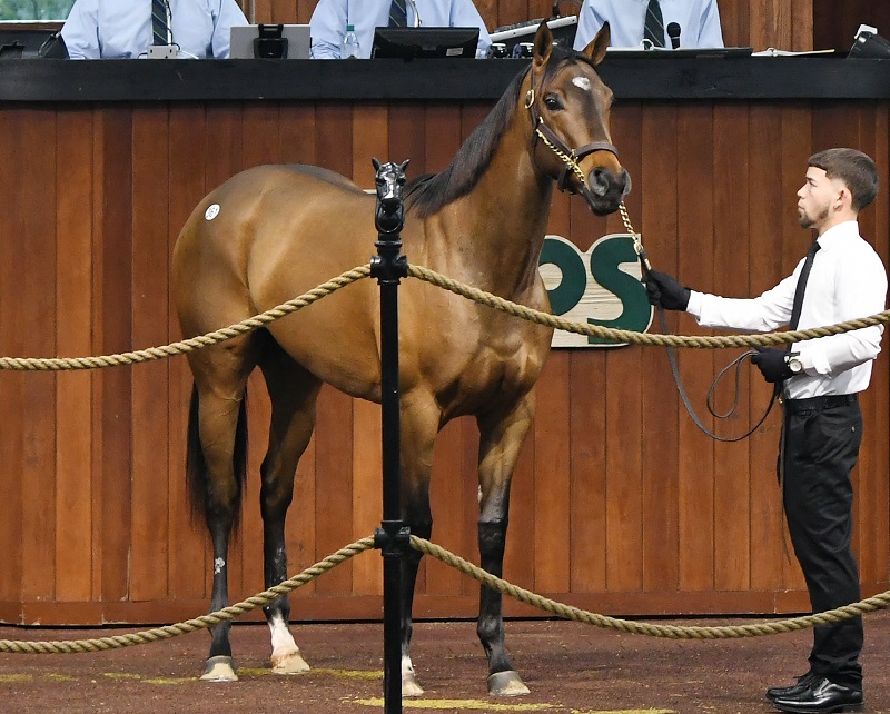 First Tale of Verve 2yo at auction brings $150,000 Wednesday at OBS sale