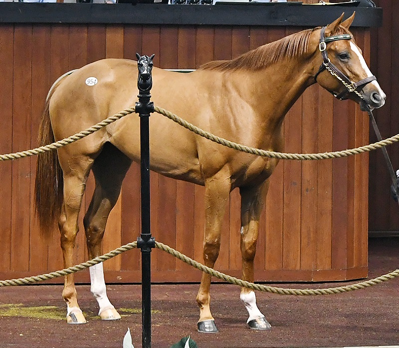 Bee Jersey filly hammers for $120,000 Friday at OBS 2yo Sale