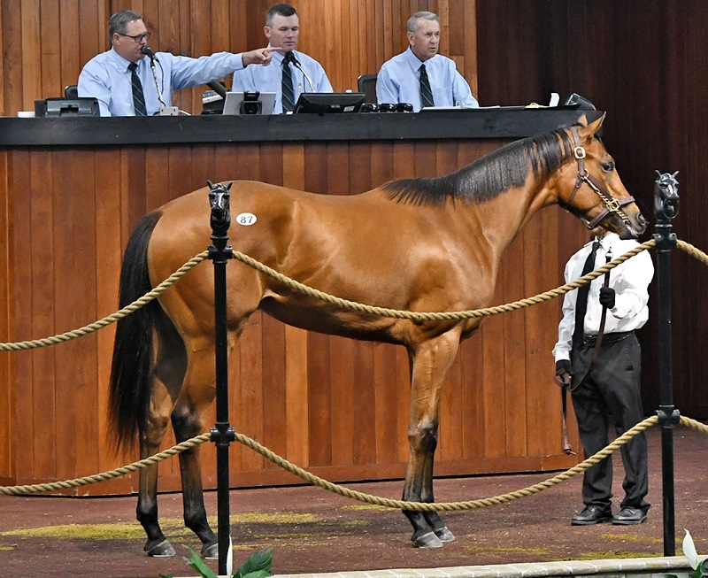 Tapiture filly with fast OBS breeze goes to high-profile connections