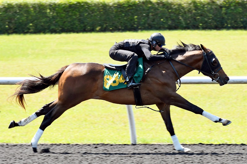 Tapiture’s 2yos continue to attract prominent buyers at OBS