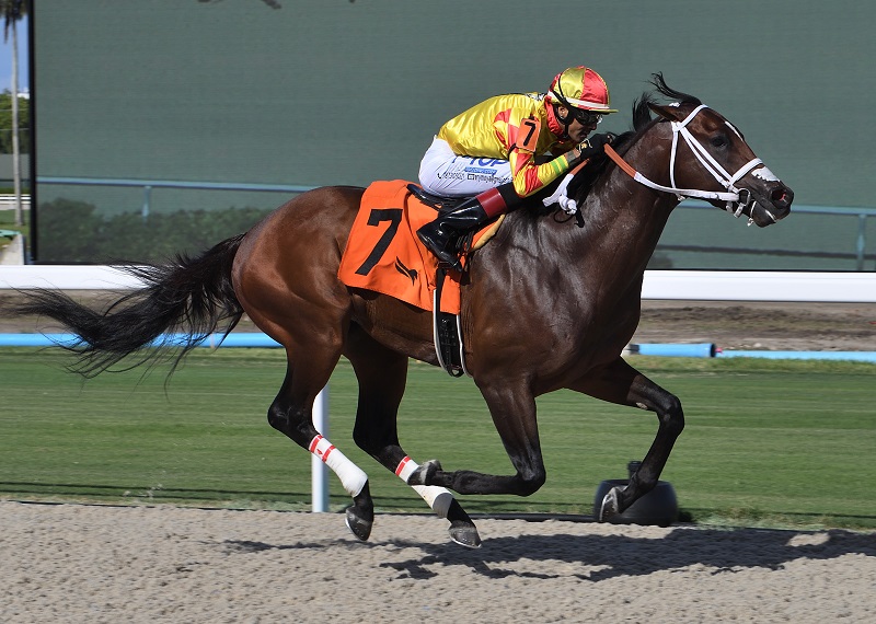 Tapiture colt dominant in stakes debut