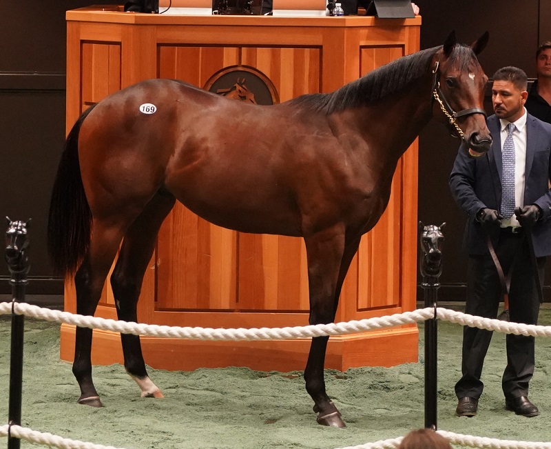 Flameway colt brings robust $425,000 Tuesday at F-T Saratoga sale