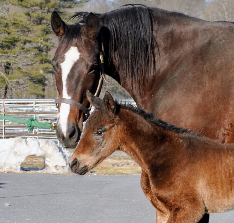 First foal a colt for Darby Dan Farm’s Modernist  