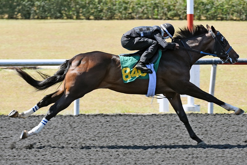 Copper Bullet's hip 840 breezing at the 2023 OBS Spring 2yo sale - Judit Seipert photo