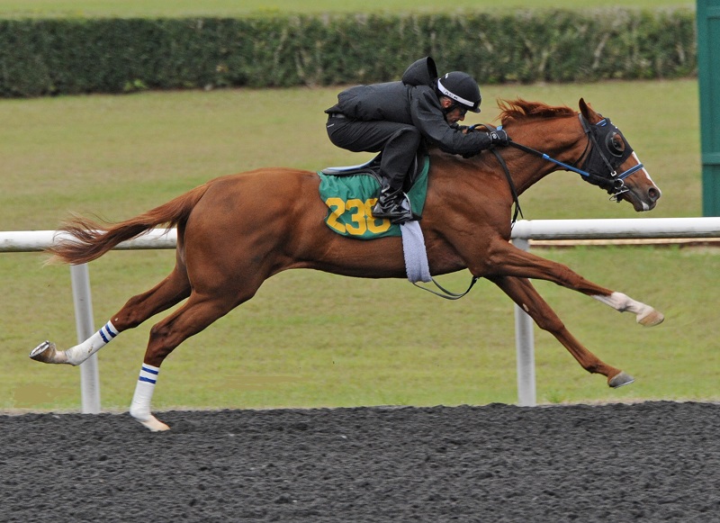 Copper Bullet's hip 238 breezing at OBS March - Tibor Szlavik photo