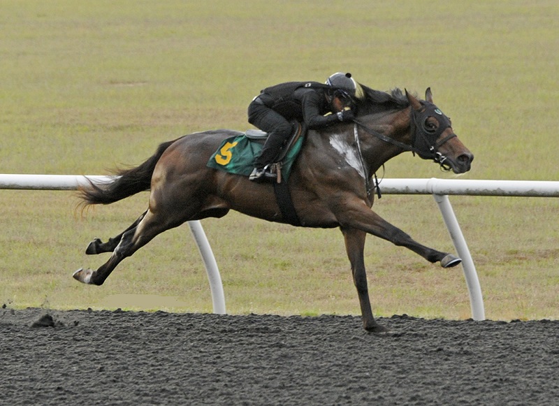 Flameaway’s first 2yo at OBS hammers for $200,000