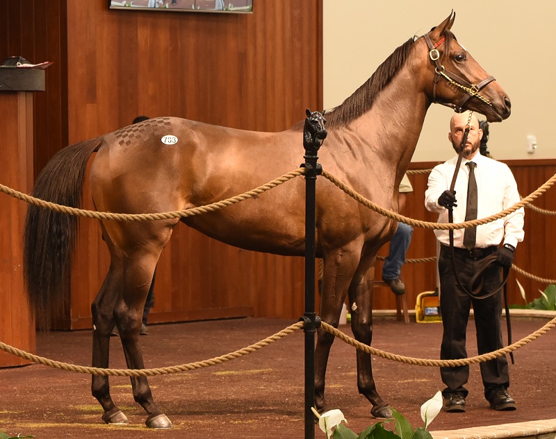 Flameaway's hip 703 in the ring at the 2023 OBS Spring 2yo sale - Tibor Szlavik photo