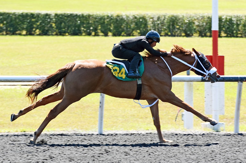 Falmeaway's hip No. 534 breezing at the 2023 OBS March 2yo Under Tack show - Judit Seipert