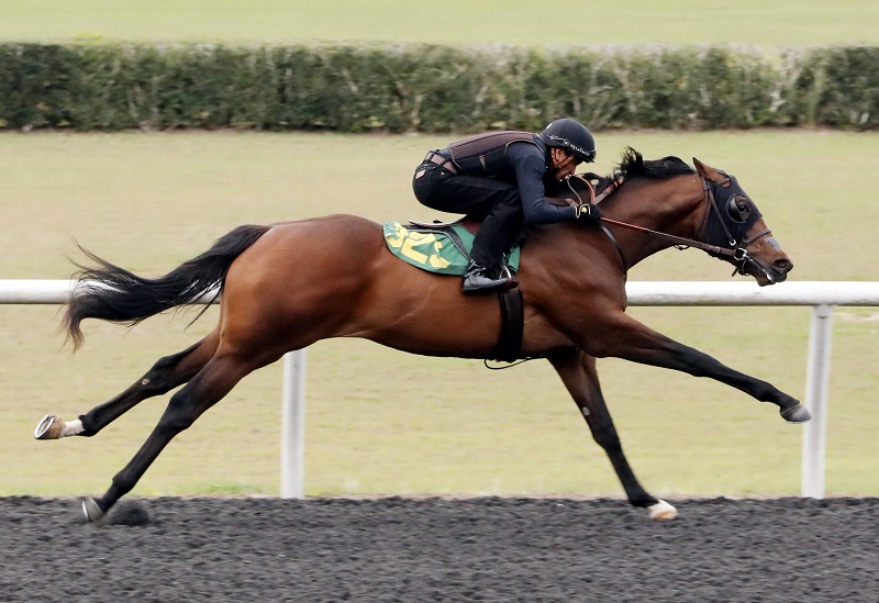 Tapiture's Hip 325, 2023 breezing at the OBS 2 year old in training Sale -photo by Z