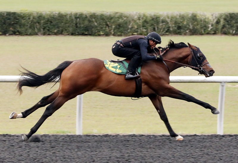 Tapiture colt hammers for $170,000 Tuesday at OBS