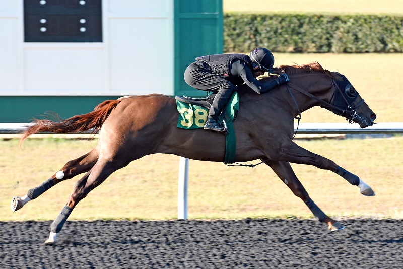 Tapiture's hip No. 381 breezing at the 2023 OBS Spring 2yo sale - Judit Seipert photo