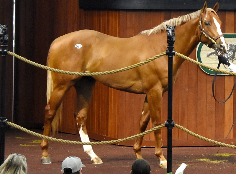 Tapiture's $200,000 colt, hip 576, in the ring at the 2023 OBS March 2yo sale - Judit Seipert